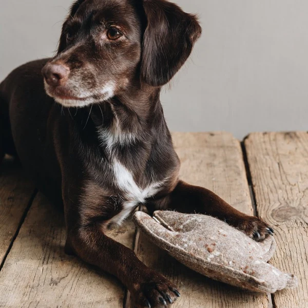Wool pet toy bear; Band & Roll